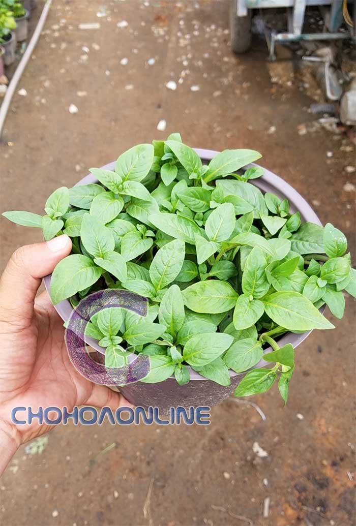 Chậu Cây Rau Húng Quế