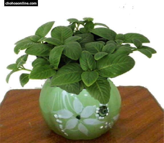 Chậu Cây Rau Húng Quế 2