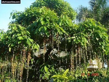 Chậu Cây Rau Răm