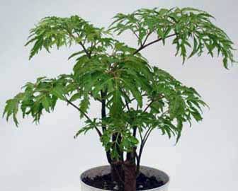 Chậu Trồng Rau Bằng Nhựa
