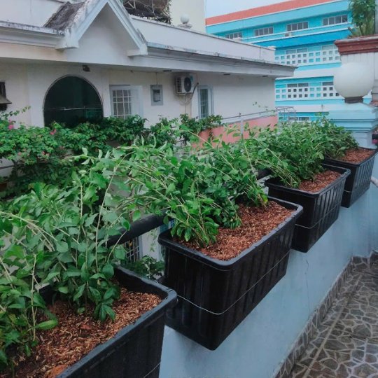 Dây Bầu Hồ Lô 3
