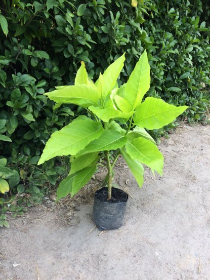 Dây Bầu Hồ Lô