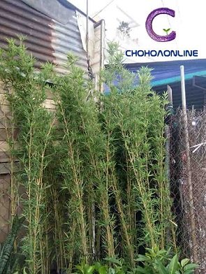 Dây Bạc Thau 3