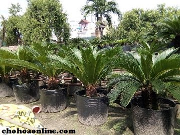 Dây Bạc Thau