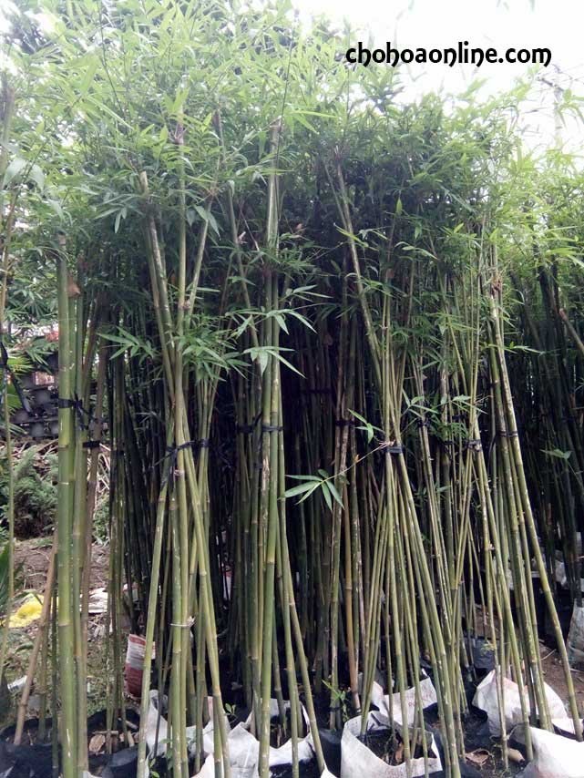 Cây Saphia 2