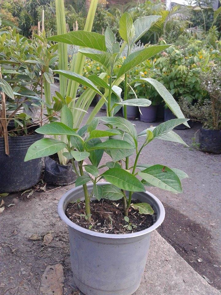 Chuối Tài Lộc