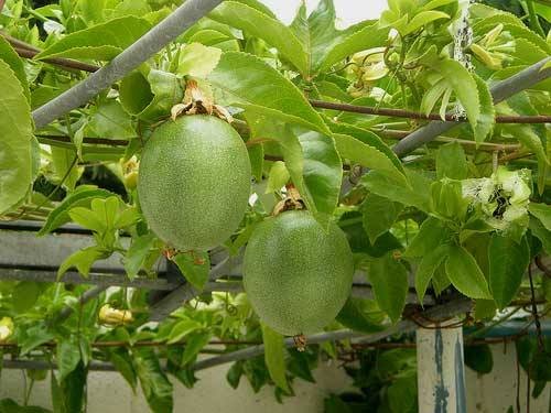 Chuối Tài Lộc 2