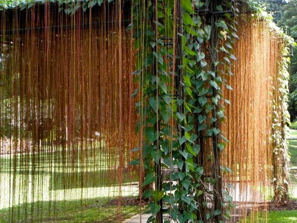 Cây Thủy Cúc