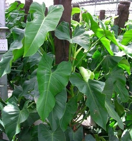Cây Hoa Sen