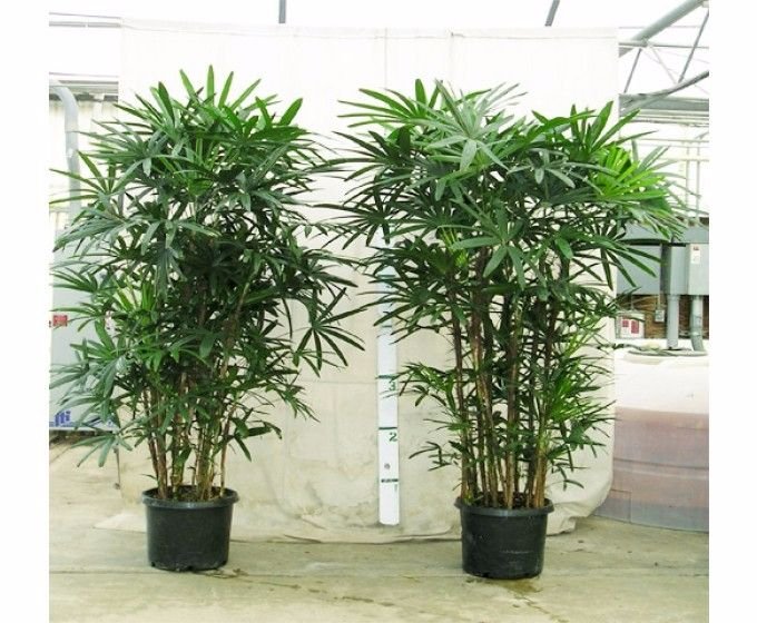 Cây Lục Bình