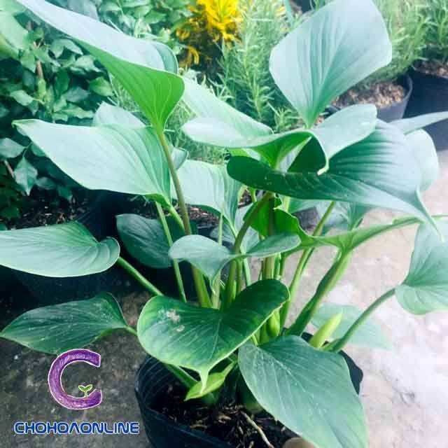 Hoa Bi Sao Băng Chậu Treo