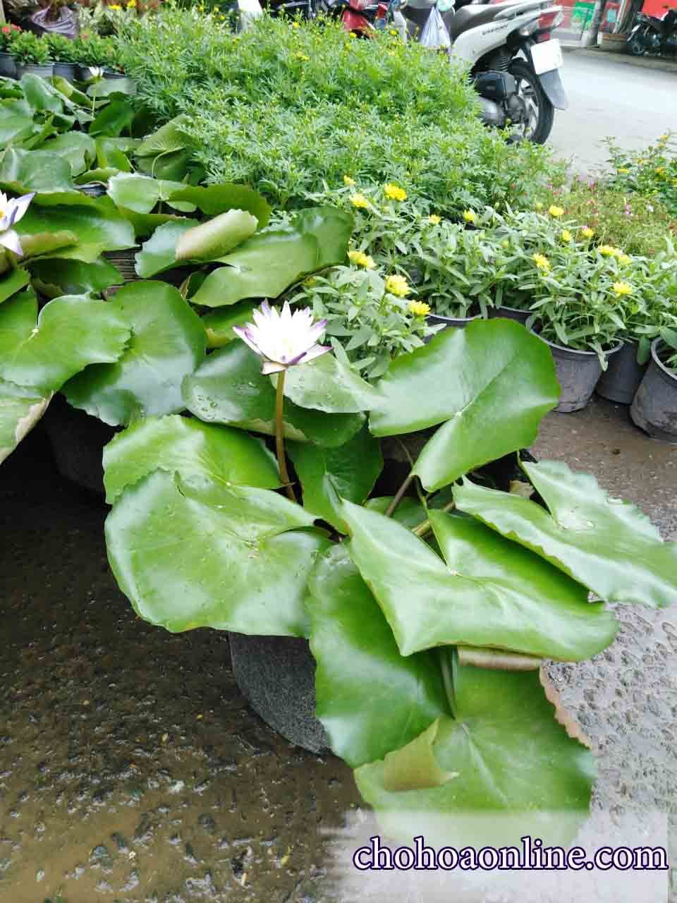 Hoa Bi Sao Băng Chậu Treo 2