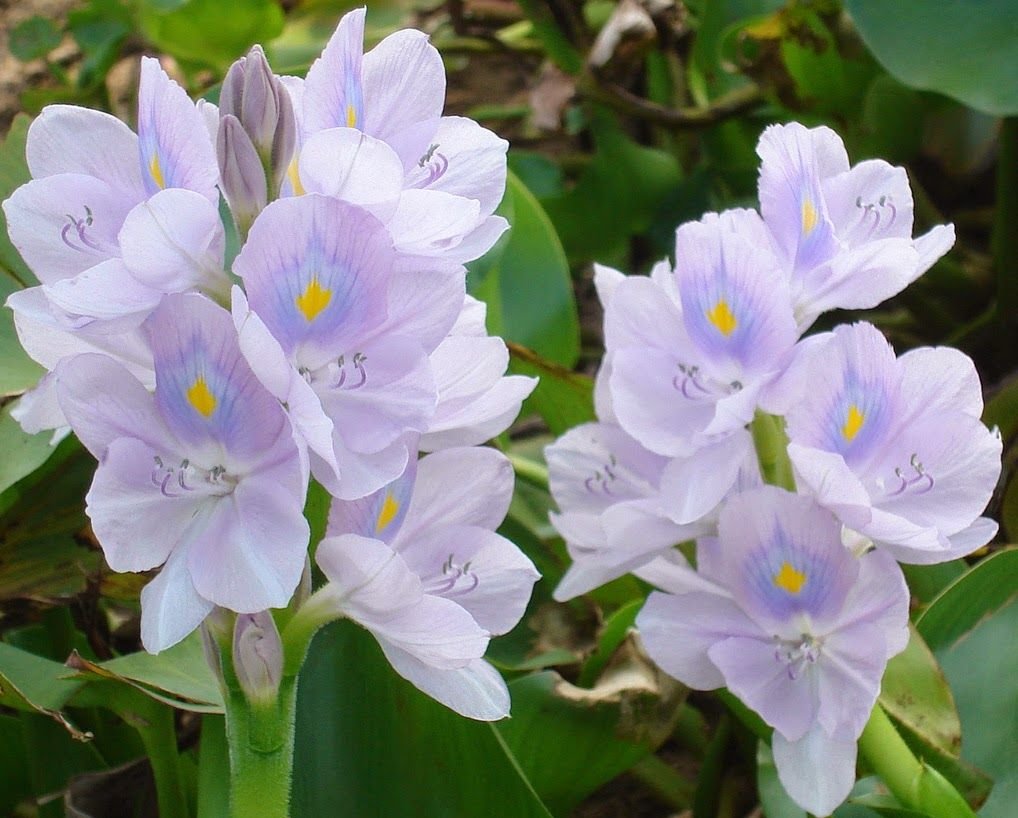 Cây Bướm Đêm