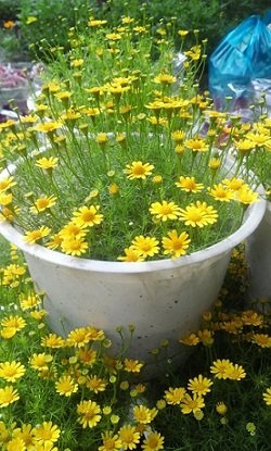 Cây Ngũ Sắc