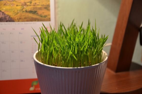Bán Cây Mận Hoàng Yến