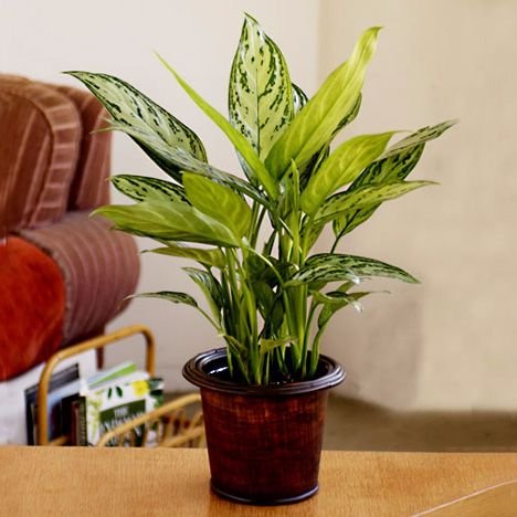 Bán Cây Mận Hoàng Yến 2