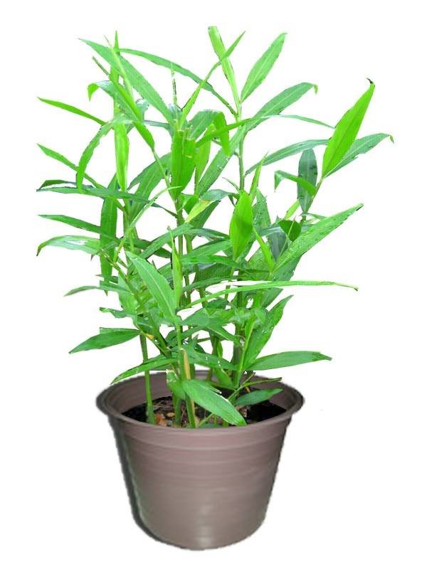 Cây Mã Đề