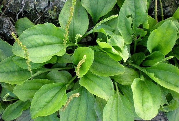 Cây Dứa Cảnh Nến