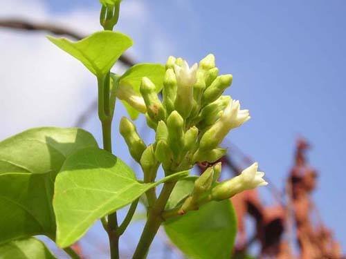 Cây Cung Điện Vàng