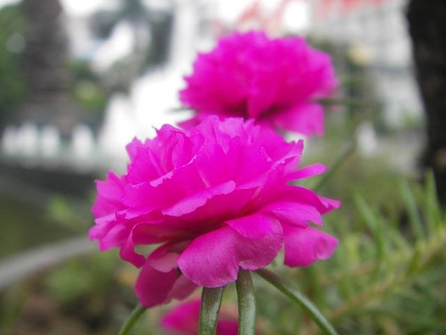 Cây Trầu Bà Trắng Để Bàn