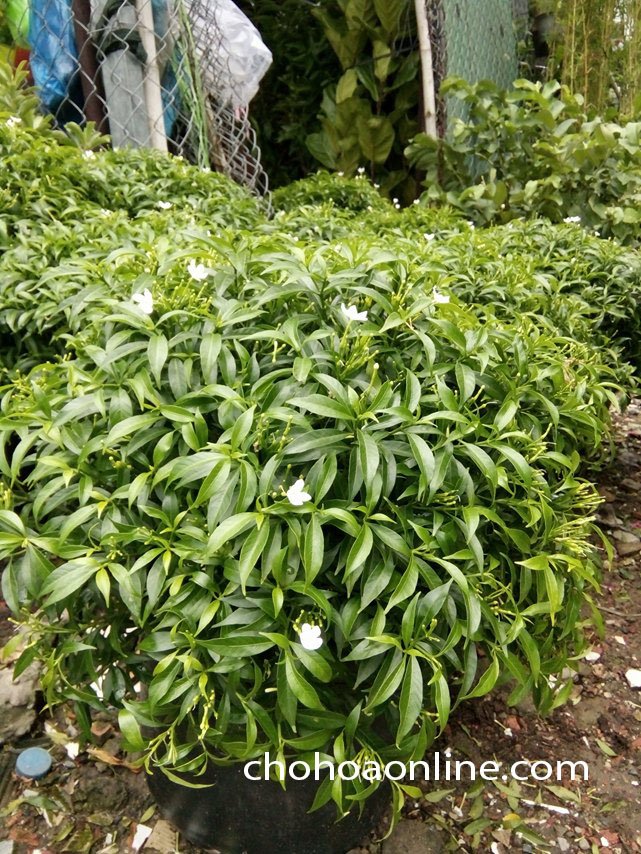 Cây Oai Hùng 2