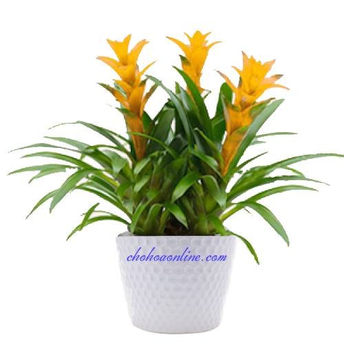 Dây Cát Đằng