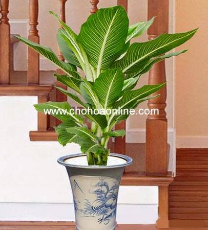 Gốc Cây Nho