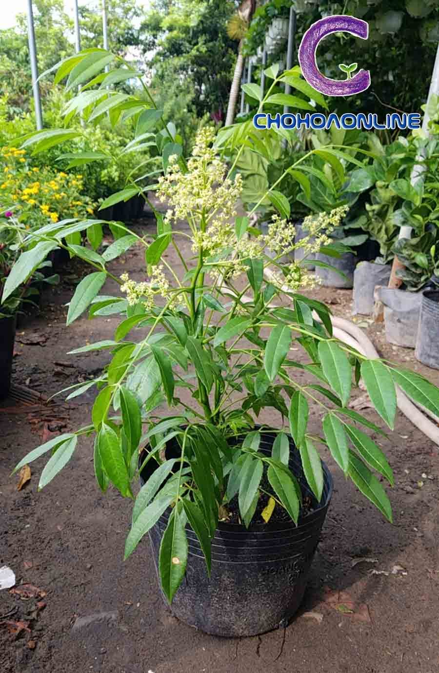 Cây Sống Đời 3