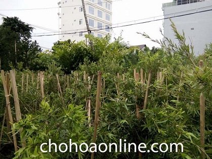 Cây Ngọc Ngà