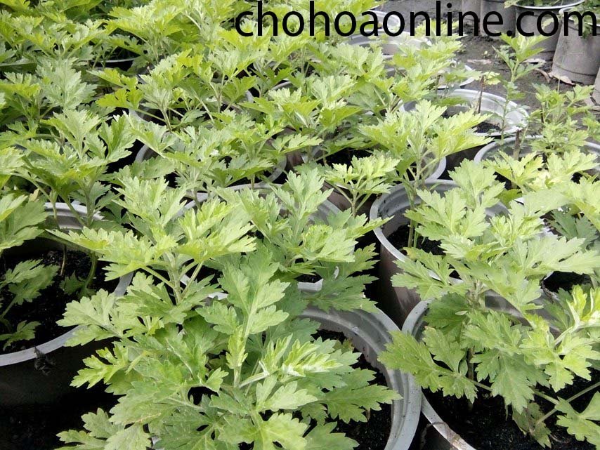 Chậu Thiết Mộc Lan Để Bàn