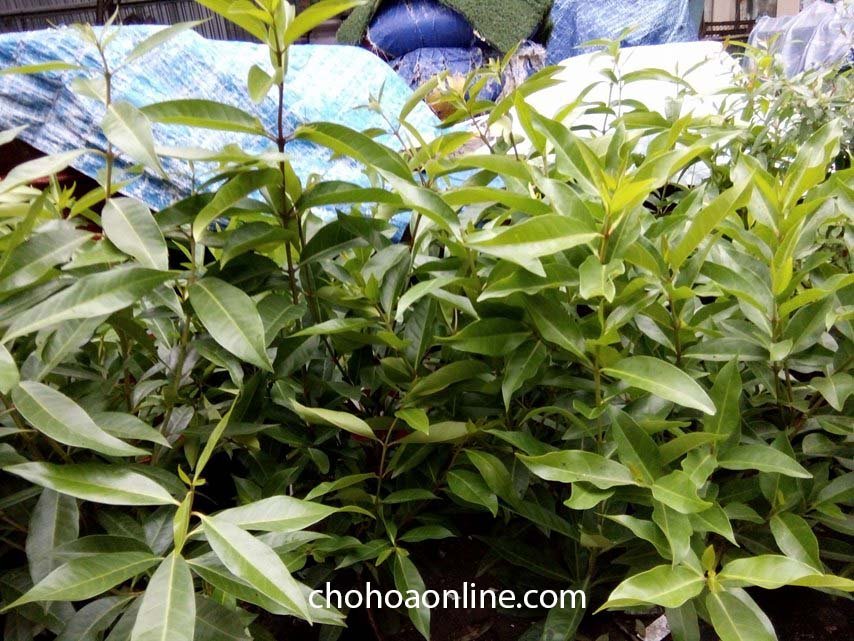 Chậu Cây Phát Tài Núi