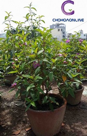 Cây Ngọc Ngà