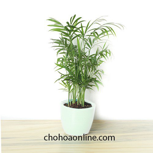 Cây Nhất Mạt Hương 2