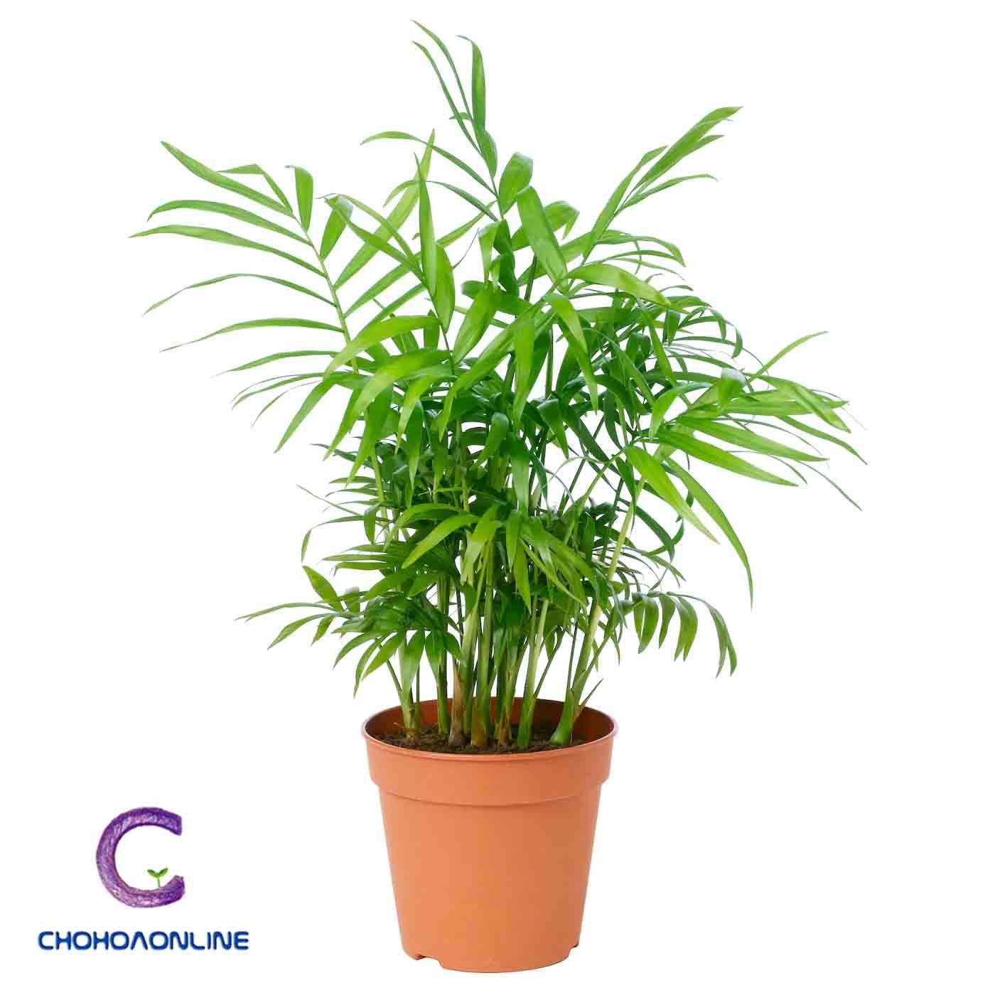 Cây Nhất Mạt Hương