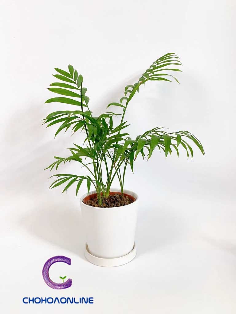 Cây Nhất Mạt Hương 3