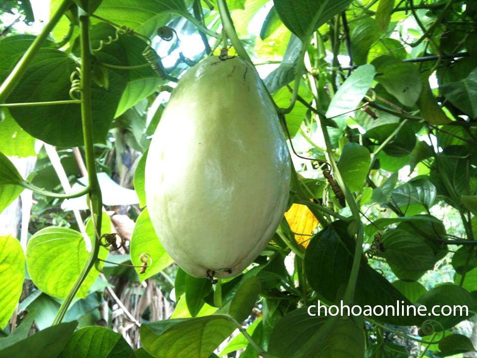 Cây Nhất Mạt Hương