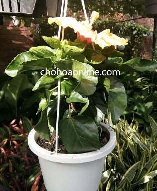 Cây Nhất Mạt Hương
