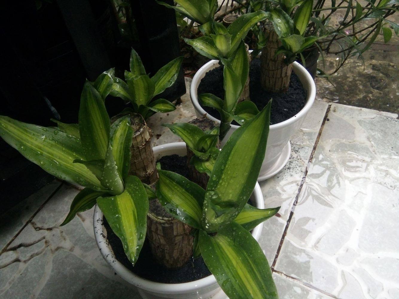Cây Mai Hoa Đăng