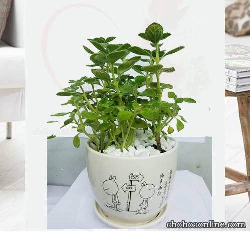 Cây Trầu Bà lỗ 3