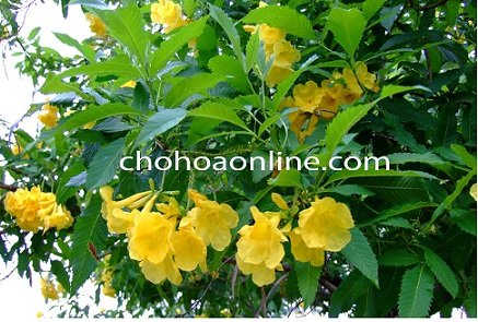 Cây Trầu Bà lỗ