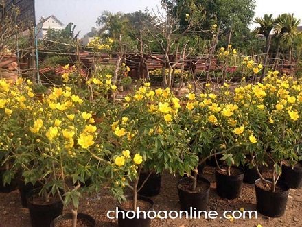 Cây Ngọc Hân