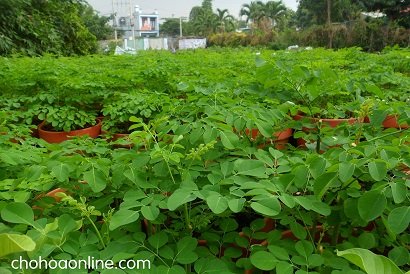 Cây Trắc Bách Diệp