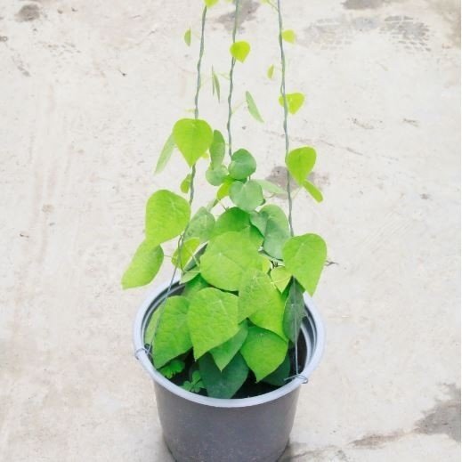 Cây Trúc Đuôi Chồn 3