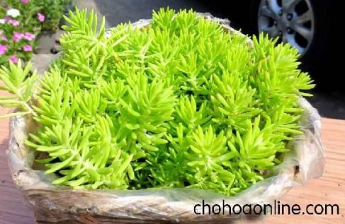 Cây Bóng Nước