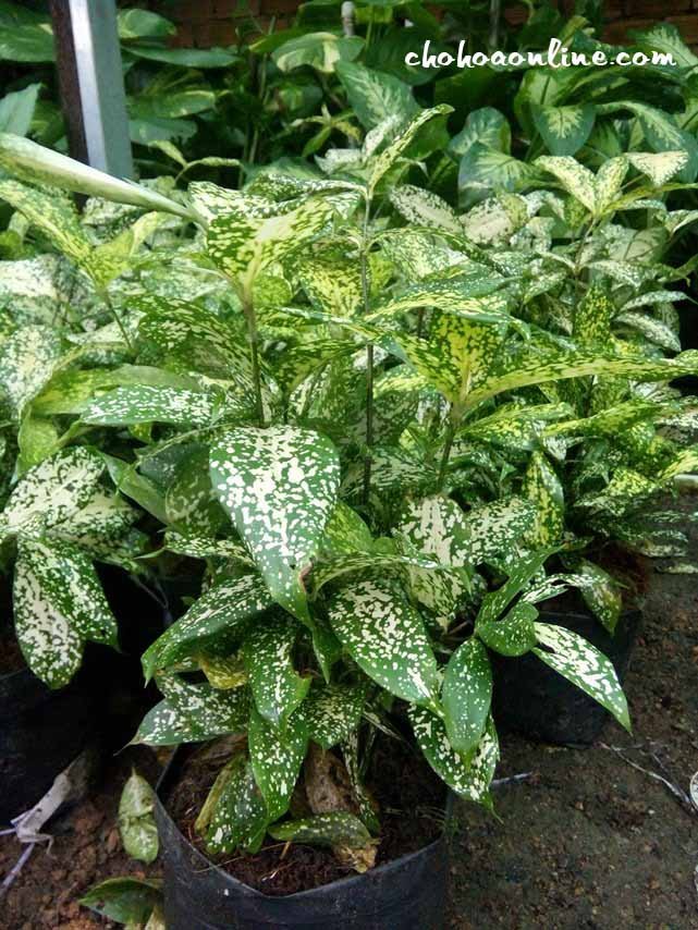 Cây Ngọc Ngà