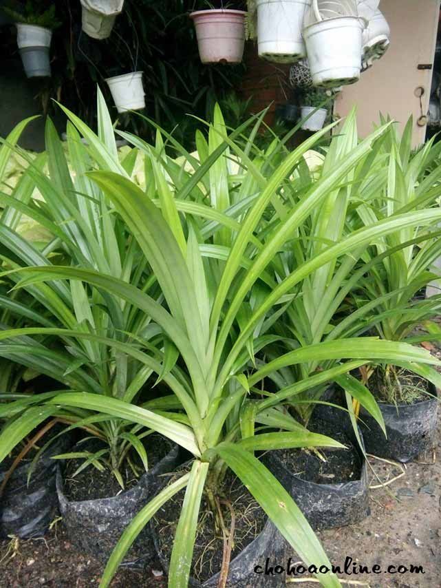 Cây Nho Thân Gỗ Tứ Quý
