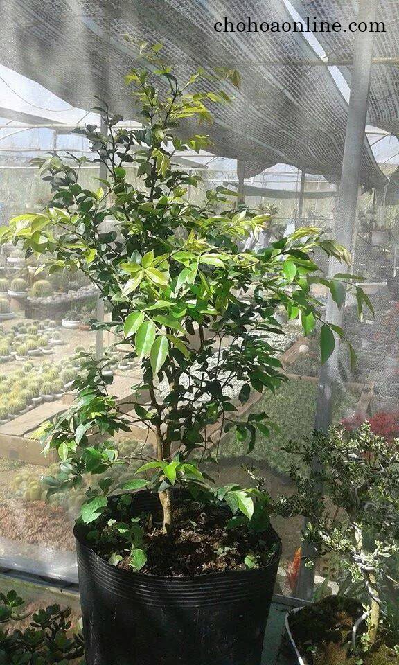 Cây Nho Thân Gỗ Tứ Quý