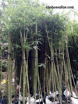 Cây Ngũ Gia Bì Để Bàn