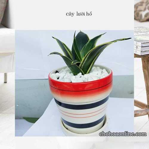 Cây Lá Gấm 3