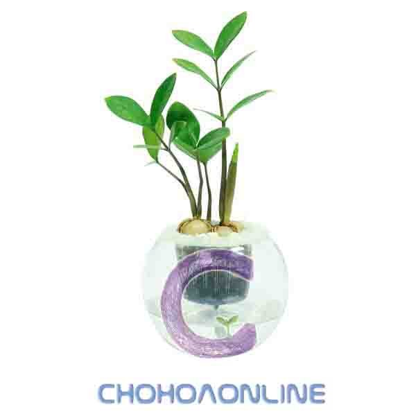 Cây Lá Gấm 2